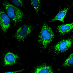 COX4 antibody (GTX114330) 