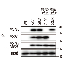 SOD1 (mutant) antibody [MS785] (GTX57211)