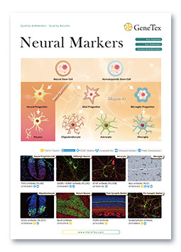 Neural Markers