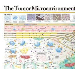 The Tumor Microenvironment (TME) - Part 2