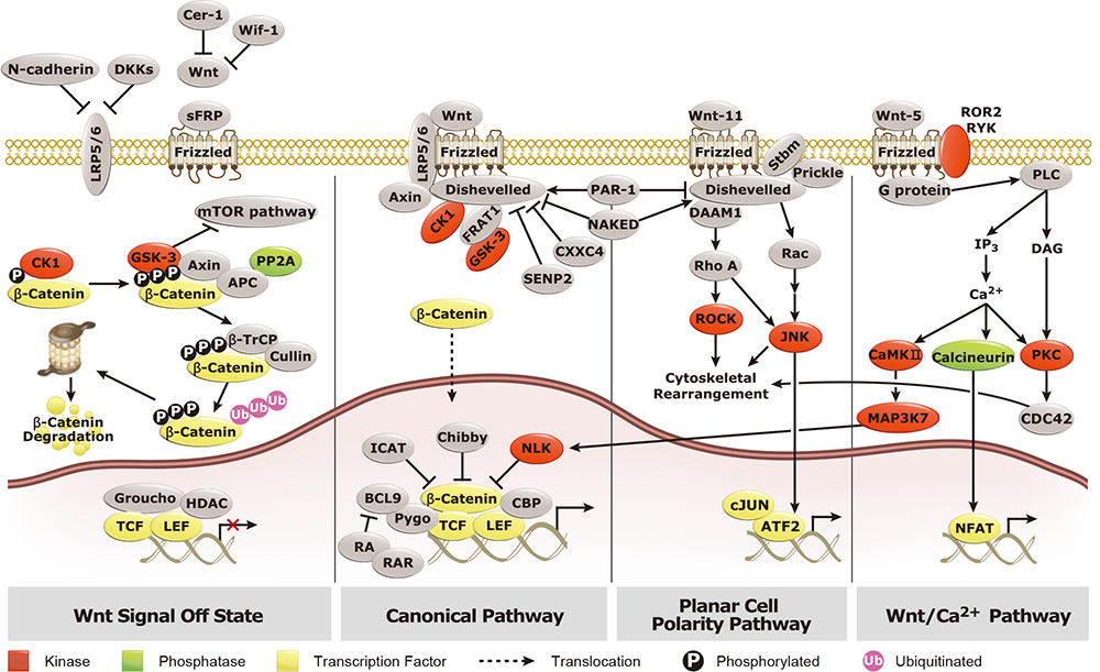 Wnt Pathway