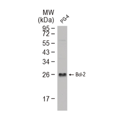 Bcl-2 antibody -VetSignal™
(GTX134923)
