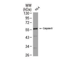 Caspase 8 antibody-VetSignal™ (GTX134950)
