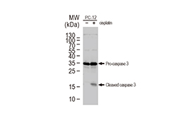 Caspase 3 antibody
(GTX110543)