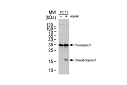 Caspase 3 antibody
(GTX110543)