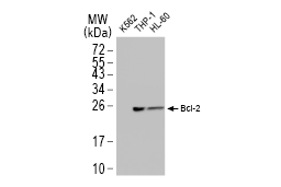 Bcl-2 antibody [N1N2], N-term