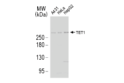 TET1 antibody [N3C1] 