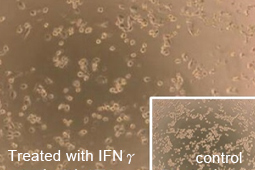 THP-1 cells stimulated with IFN-γ for five days