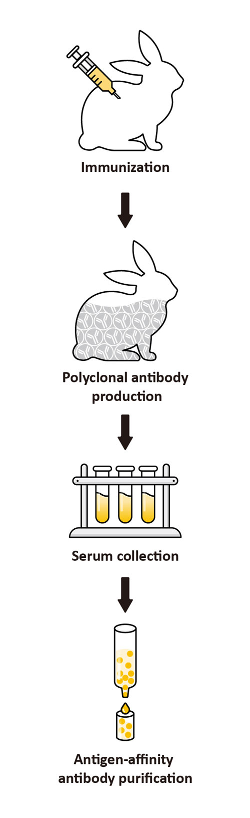 Polyclonal Antibodies