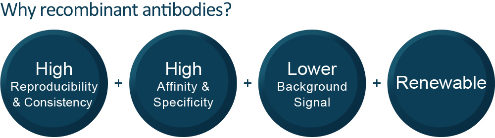 Recombinant Antibodies 2