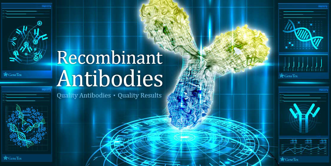 Recombinant Antibodies