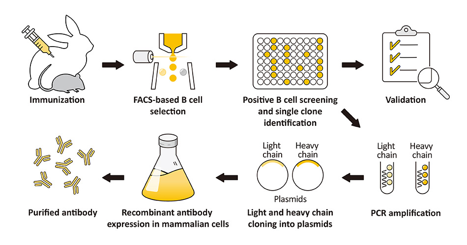 Recombinant Antibodies