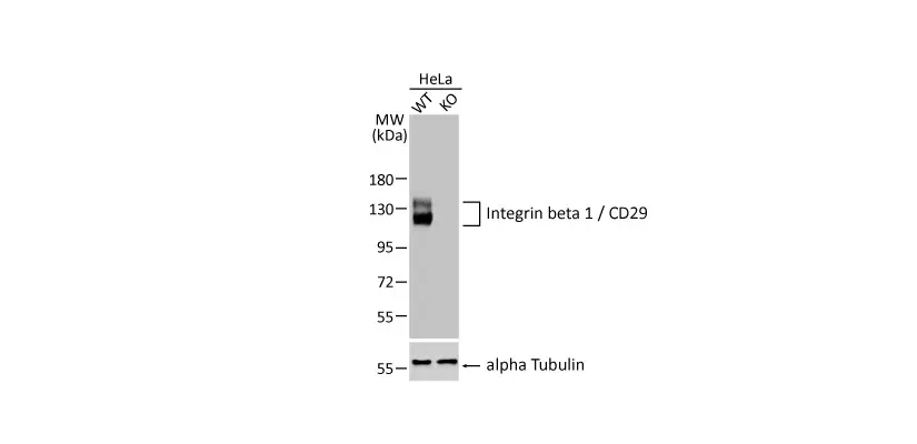 Integrin beta 1 / CD29 antibody [HL1255] (GTX636657)