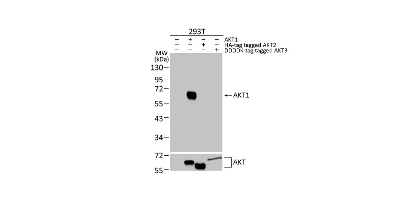 AKT1 antibody [HL1142] (GTX636413)