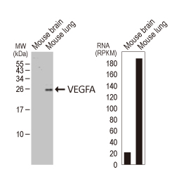 VEGFA antibody [HL1755]