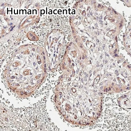 Angiopoietin 2 antibody [HL3911]