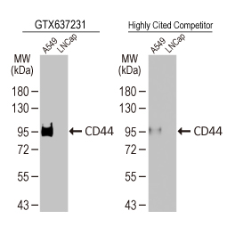 CD44 antibody [HL1650]