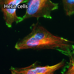 CCN3 antibody [HL2726]