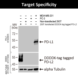 PD-L1 antibody [HL1041]