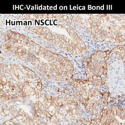 PD-L1 antibody [H302] HistoMAX&trade;