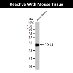 PD-L1 antibody [HL2293]