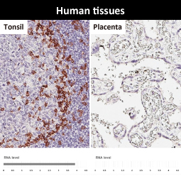 PD1 antibody [HL4386]