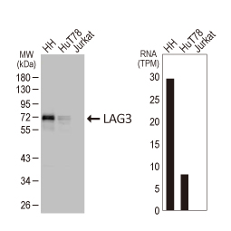 LAG3 antibody [HL3932]