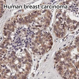 TIGIT antibody [HL2657]