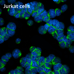CD47 antibody [HL6267]