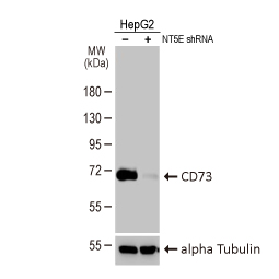 CD73 antibody [HL2493]