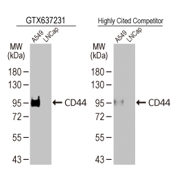 CD44 antibody [HL1650]