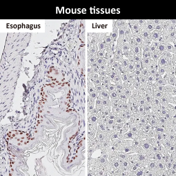 SOX2 antibody [HL1193]