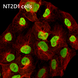 Oct4 antibody [GT486]