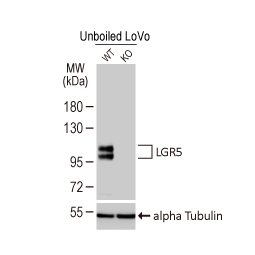 LGR5 antibody [HL4443]