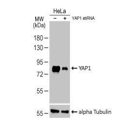 YAP1 antibody [HL1894]