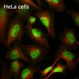 TCF3 / E2A antibody [HL1954]