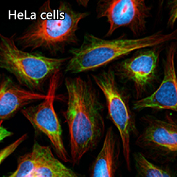 Cytokeratin 7 antibody [HL6074]