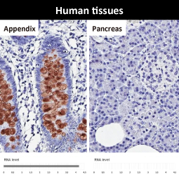 MUC2 antibody [HL1724]