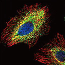 PHD1 antibody