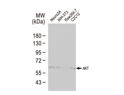 AKT antibody [N3C2], Internal