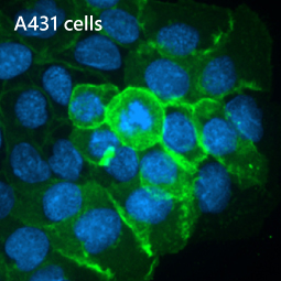 EGFR antibody [HL1097]