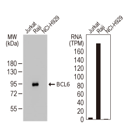 BCL6 antibody [HL2192]