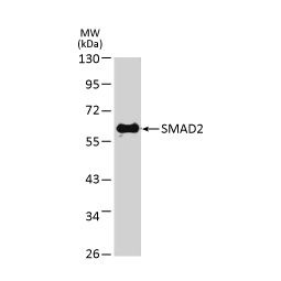 SMAD2 antibody(GTX111131)