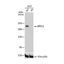 BRG1 antibody (GTX633391)