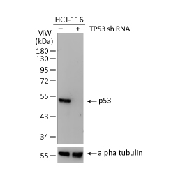 p53 antibody(GTX70214)