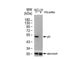 p53 antibody
(GTX70214)