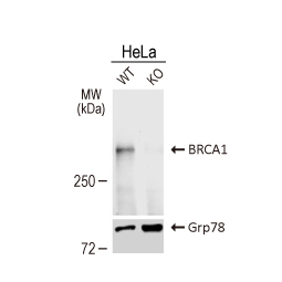 BRCA1 antibody [17F8] - ChIP grade
