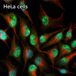 Rb antibody [HL3631]