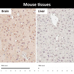APC antibody [HL6321]