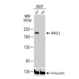 BRG1 antibody [GT2712]